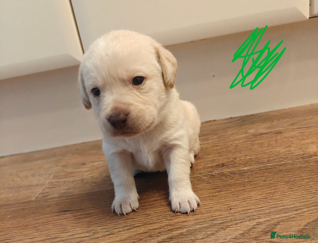 Labrador Retriever dogs for sale: Labrador Retriever Puppies - Image 11