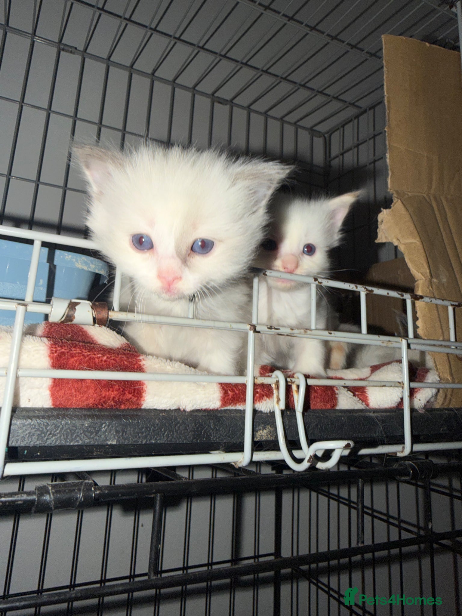 Ragdoll cats ✨Beautiful fluffy Ragdoll kittens for sale ✨ - Advert 3