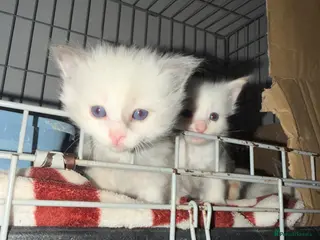 Ragdoll cats ✨Beautiful fluffy Ragdoll kittens for sale ✨ - Advert 3