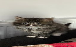 Mixed Breed cats for sale: X1 male kitten  - Image 1