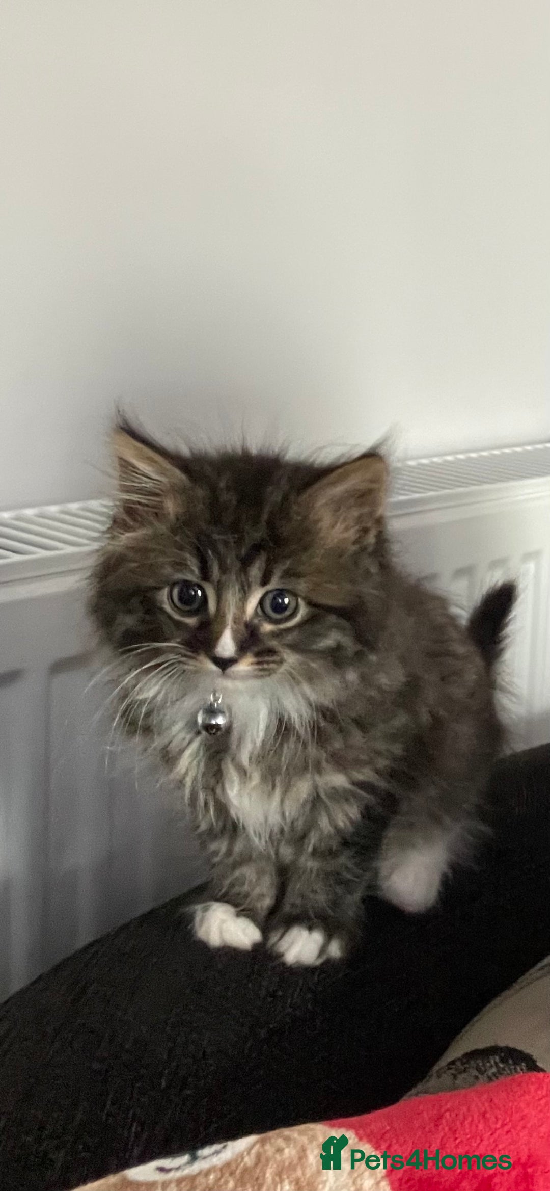 Mixed Breed cats for sale: X1 male kitten  - Image 1