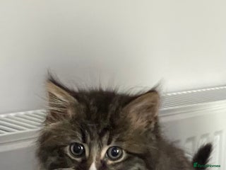 Mixed Breed cats - Advert 1