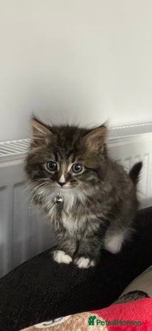 Mixed Breed cats - Advert 12