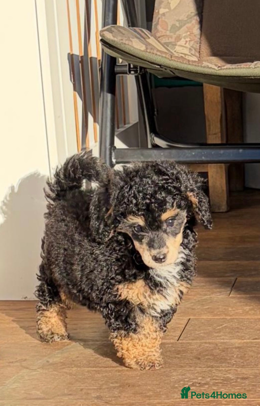 Toy Poodle dogs for sale: Beautiful phanotom toy poodle boys  - Advert 10