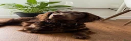 American Cocker Spaniel dogs for sale: CHOCOLATE COAT - AMERICAN WATER SPANIEL  in Liverpool - Advert 3