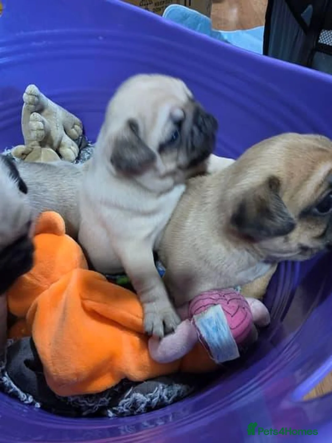 Pug dogs for sale: Quietly sleeping pug - Advert 13