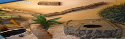 Mixed Breed reptiles for sale: Selling all our reptile collection updated - Advert 23