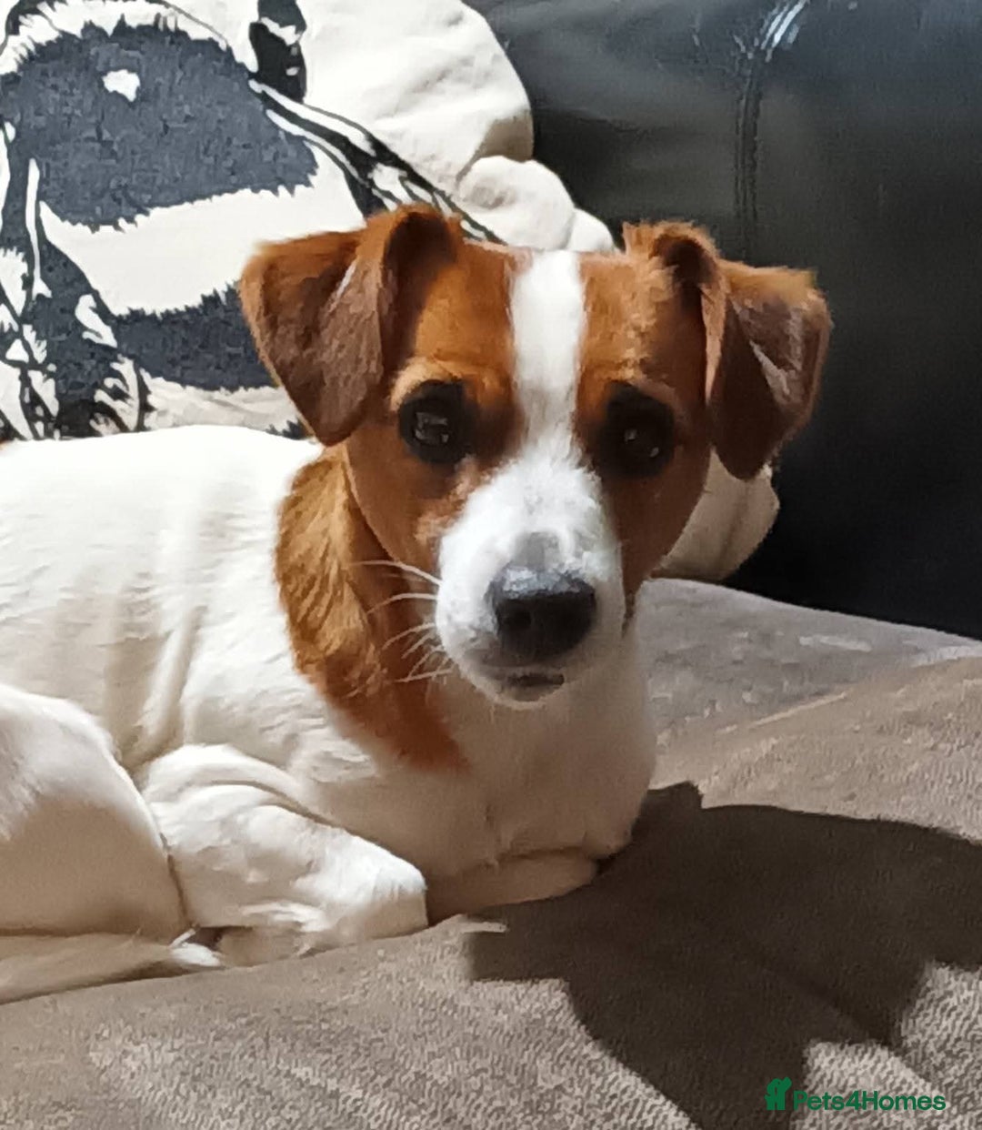 Jack Russell dogs for sale: Jack Russell Terriers - Image 12