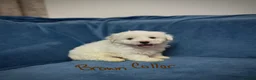 Bichon Frise dogs for sale: 6 Beautiful bichon frise puppies 🐶  in Doncaster - Advert 20
