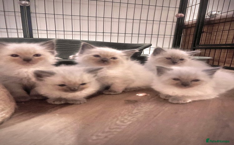 Ragdoll cats - Advert 7