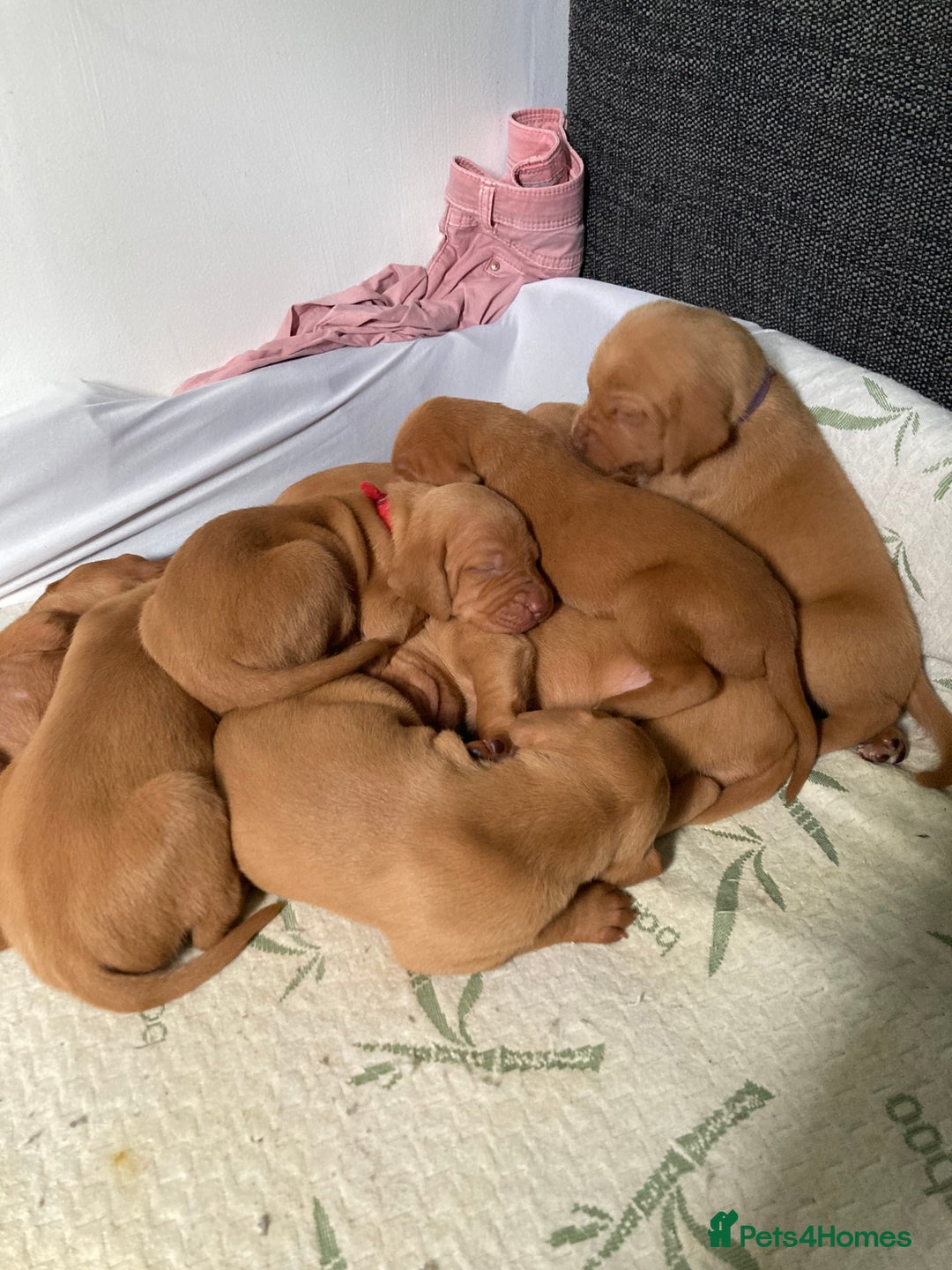 Hungarian Vizsla dogs for sale: 4 adorable Hungarian vizsla BOYS available - Image 21