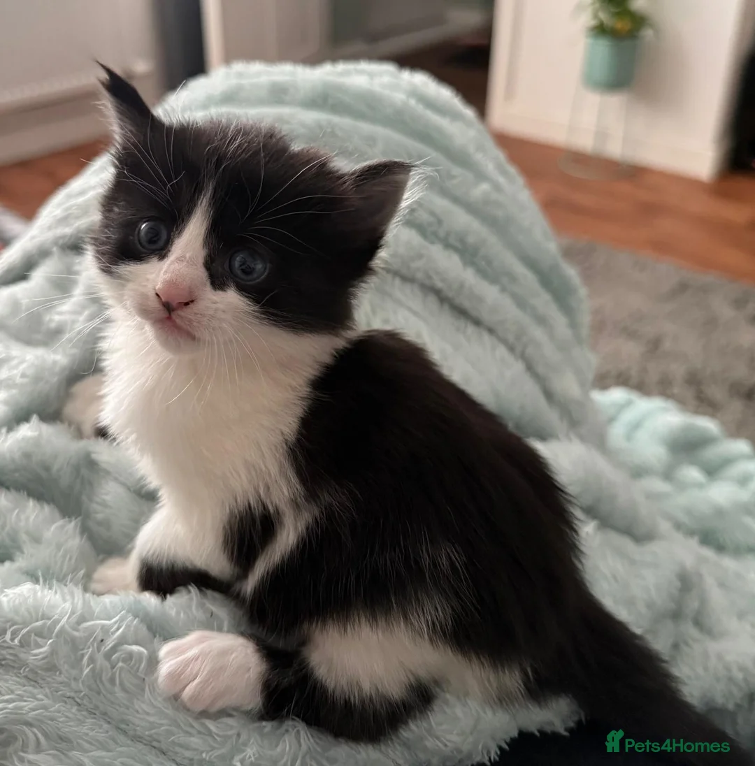 Mixed Breed cats for sale: Mixed Maine Coons - Advert 6