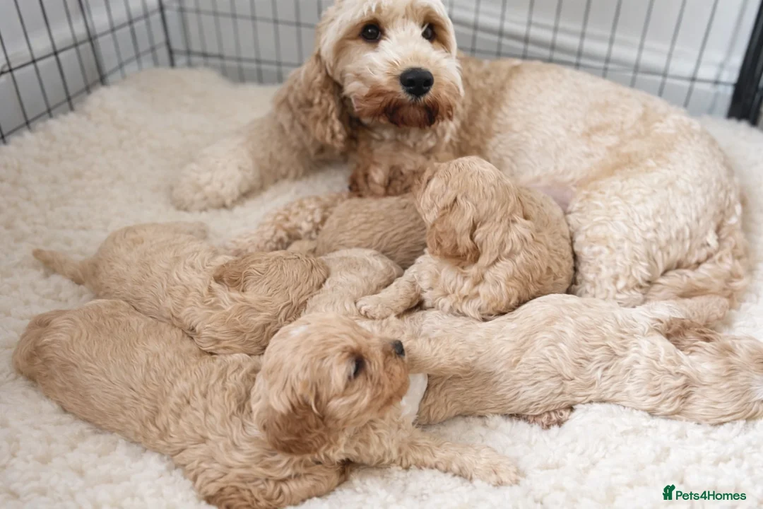 Cockapoo dogs for sale: Red Apricot cream white Curly Cockerpoo puppies in Kingsbridge - Advert 2