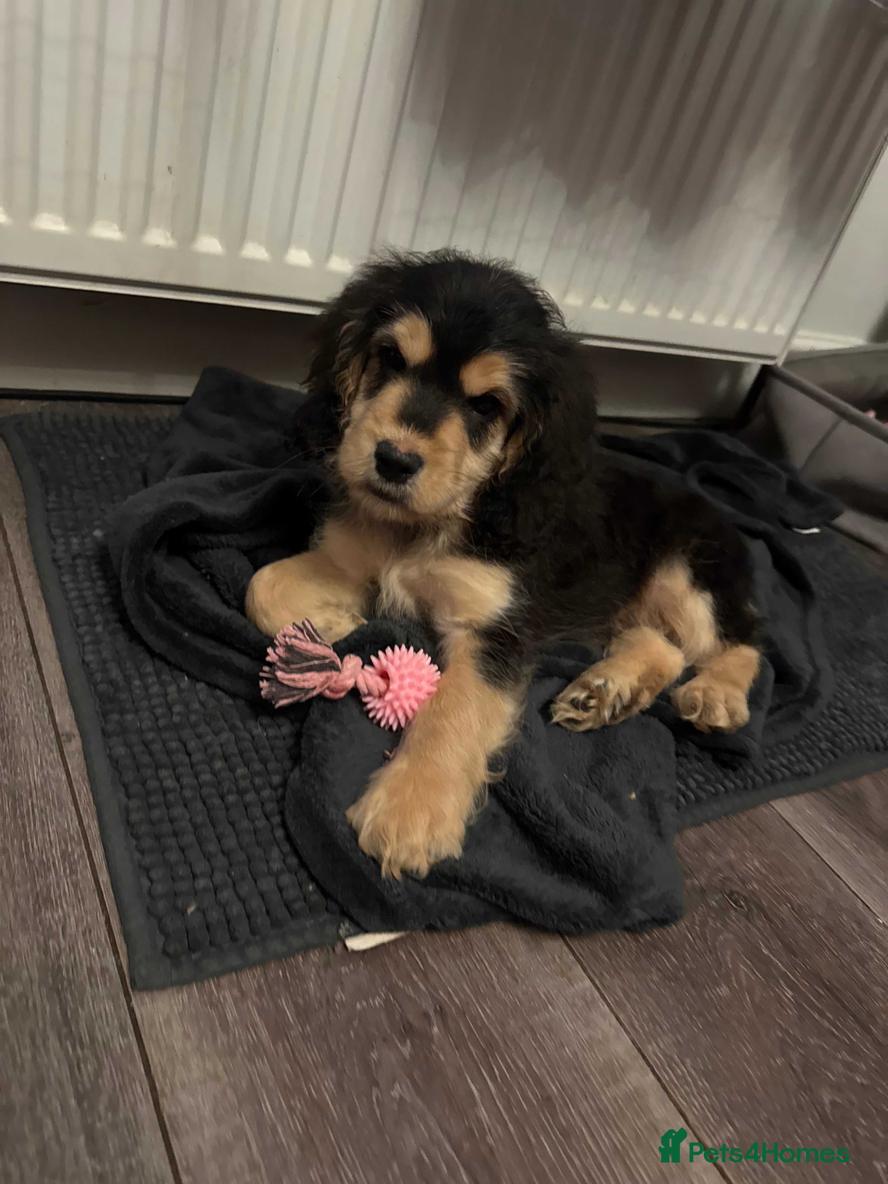 Mixed Breed dogs READY NOW. One boy left - Advert 3