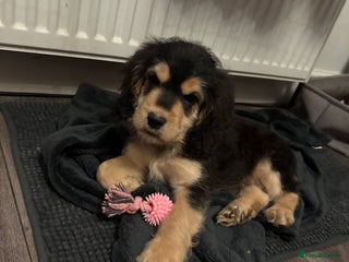 Mixed Breed dogs READY NOW. One boy left - Advert 12