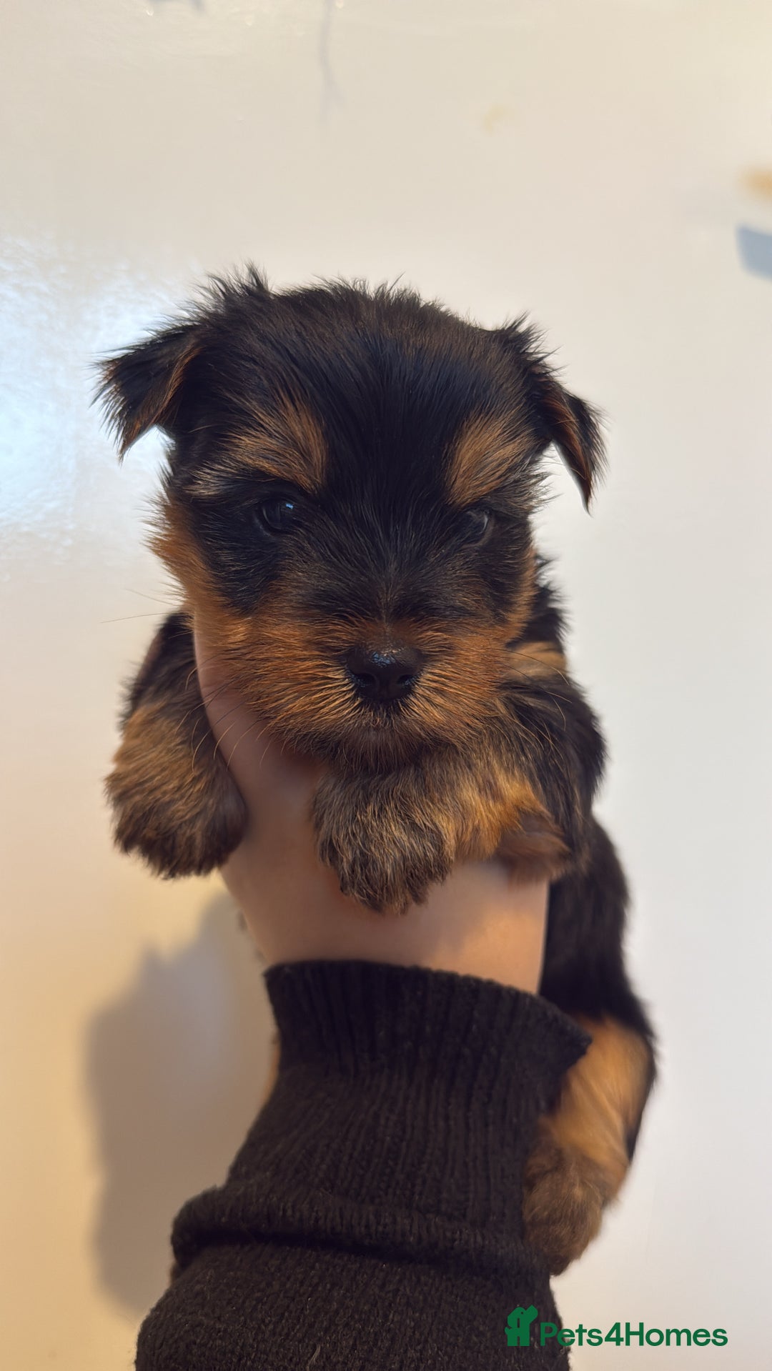Yorkshire Terrier dogs for sale: Yorkie terrier  - Advert 4