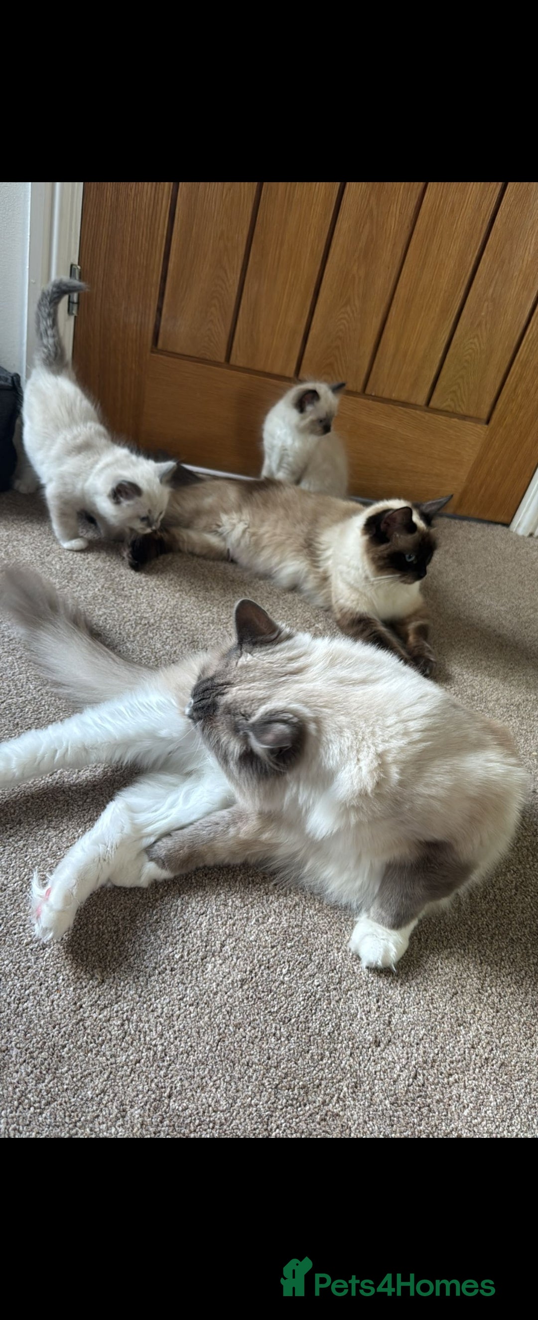 Ragdoll cats for sale: Beautiful friendly ragdol kittens  - Image 7