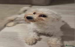 Mixed Breed dogs for sale: 11 month old Maltese x bichon - Image 3
