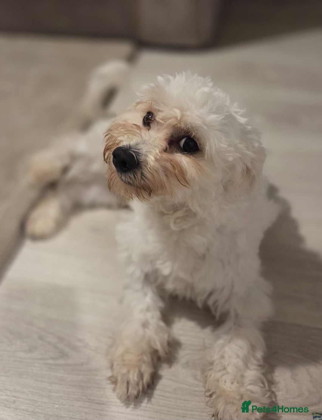 Mixed Breed dogs for sale: 11 month old Maltese x bichon - Image 3