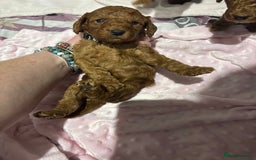 Cockapoo dogs for sale: 10 F1b cockapoo pups for sale  - Advert 18
