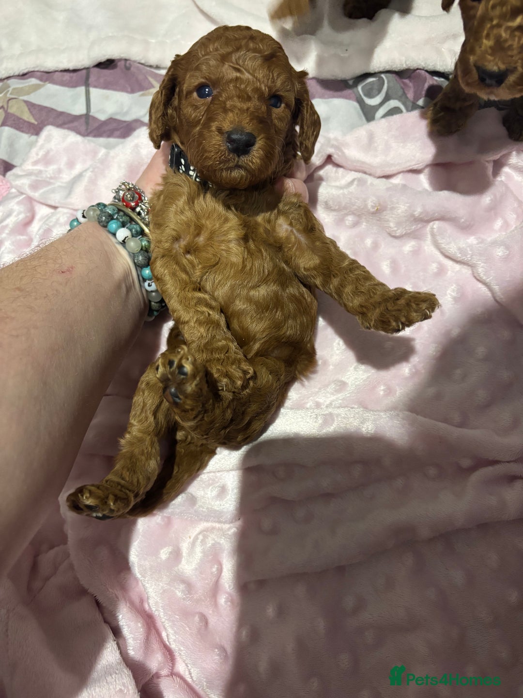 Cockapoo dogs for sale: 10 F1b cockapoo pups for sale  - Advert 18