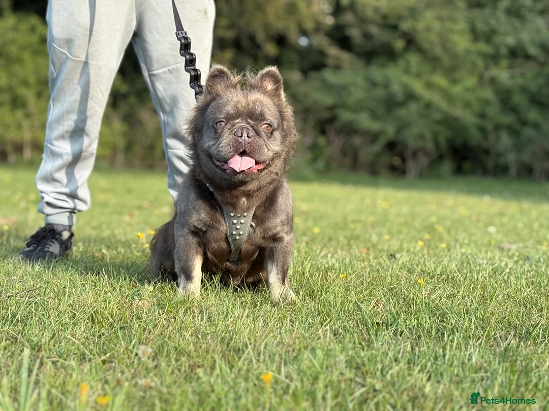 French Bulldog dogs for stud: 🧸🧸Full fluffy French bulldog🧸🧸 in Margate - Advert 3