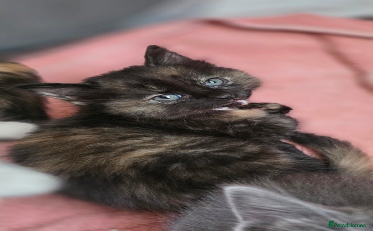 Ragdoll cats - Advert 12