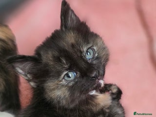 Ragdoll cats - Advert 7