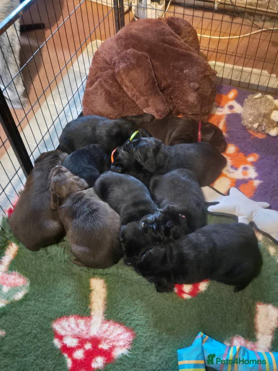 Labrador Retriever dogs for sale: RKC Registered Black Labrador Puppies in Llanwrtyd Wells - Advert 2