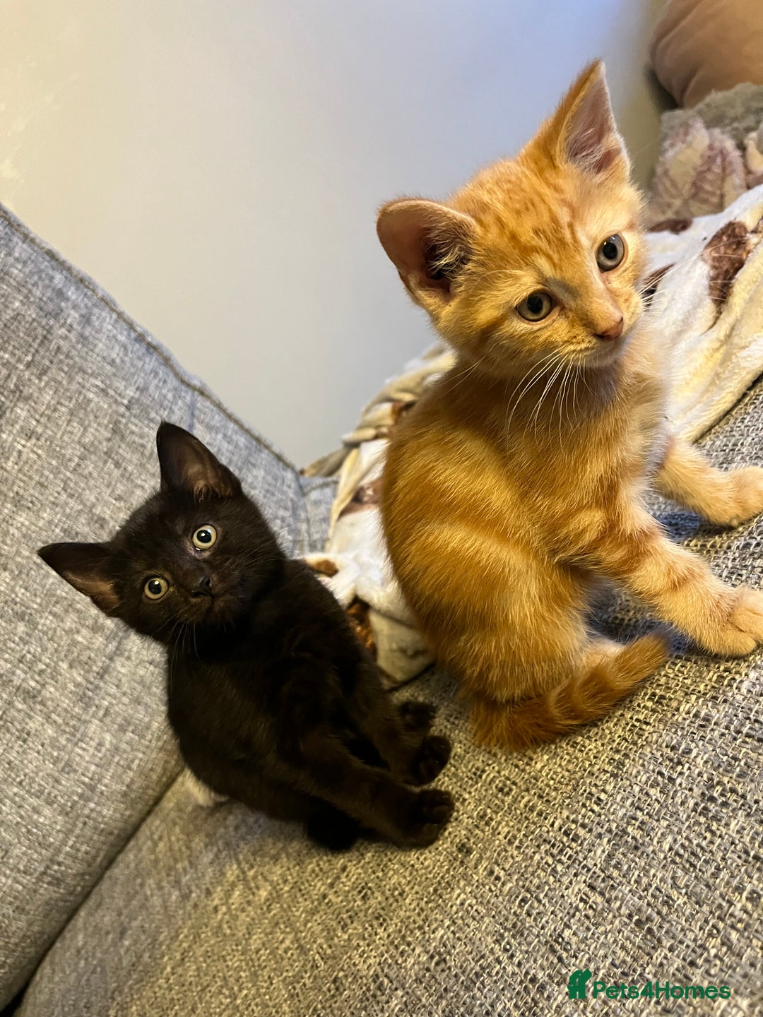 Mixed Breed cats for sale: X2 male kittens looking for their forever home - Image 4