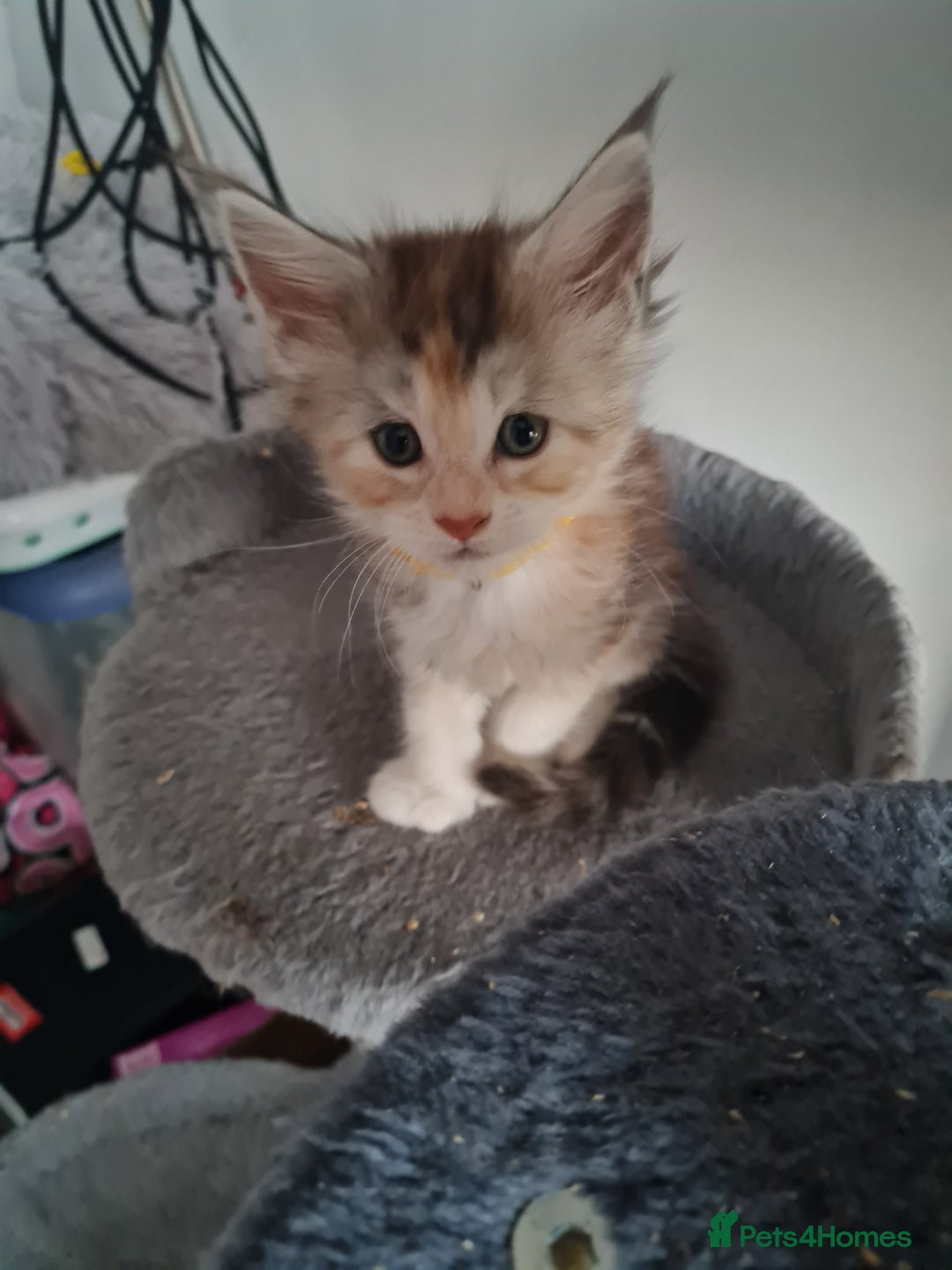 Maine Coon cats for sale: Stunning pedigree Mainecoon Kittens  - Image 9