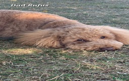 Cavapoo dogs for sale: Adorable F1b Cavapoo Puppies Ready from 20th Sept - Image 24