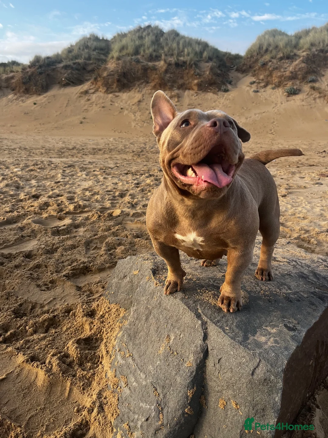 Mixed Breed dogs for sale: 5 year old micro bully - Advert 3
