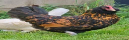 Chickens poultry for sale: Gold Spangled Thuringian bantam pullets  - Advert 1