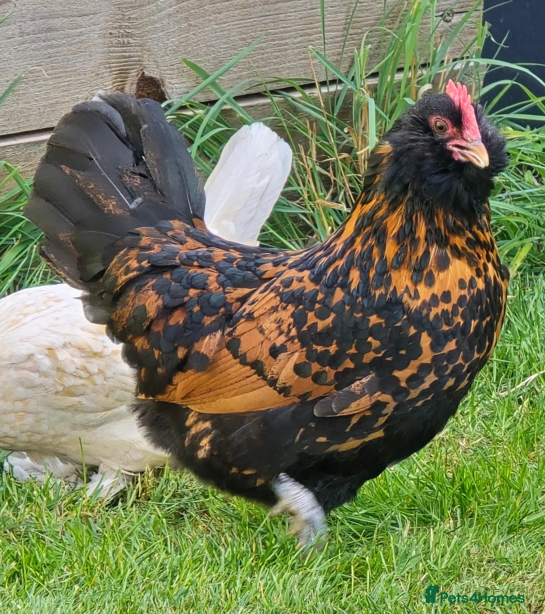 Chickens poultry for sale: Gold Spangled Thuringian bantam pullets  - Advert 1