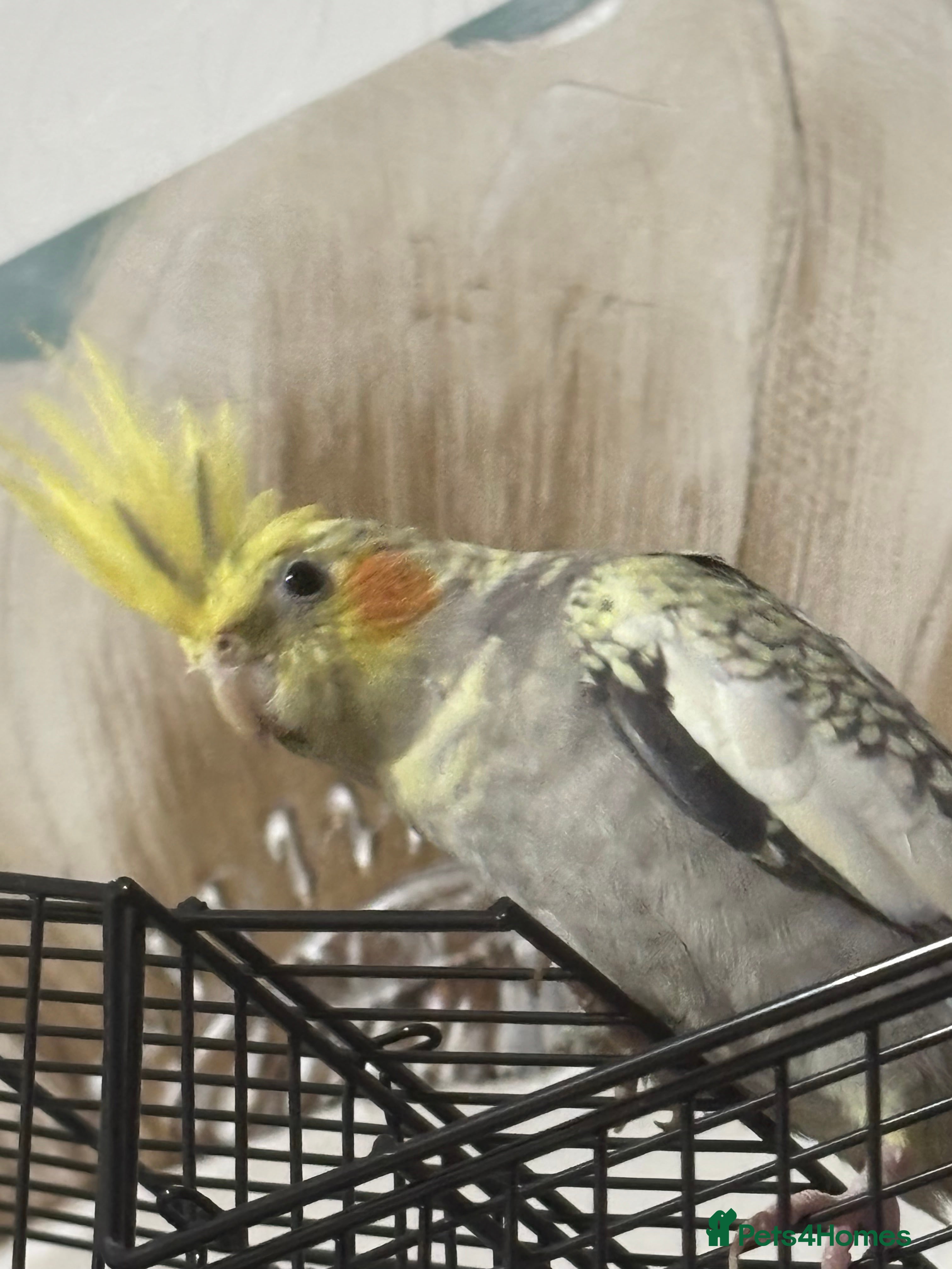 Cockatiels birds Rocky pied cockatiel F - Advert 3