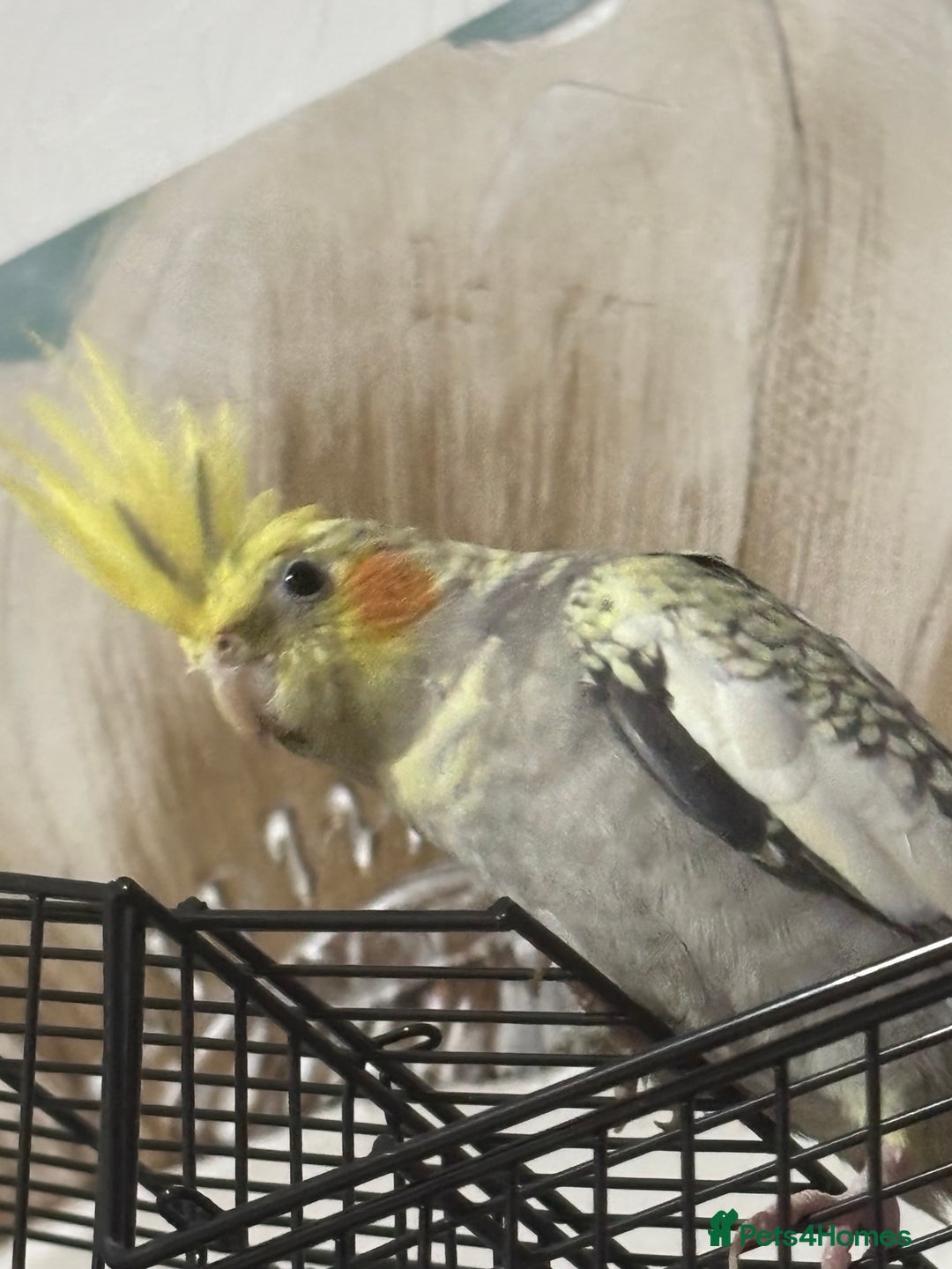 Cockatiels birds for sale: Rocky pied cockatiel F - Advert 1