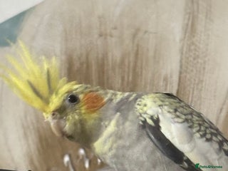 Cockatiels birds Rocky pied cockatiel F - Advert 1