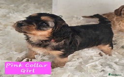 Cockapoo dogs for sale: F2 Cockapoo Puppies - Advert 2