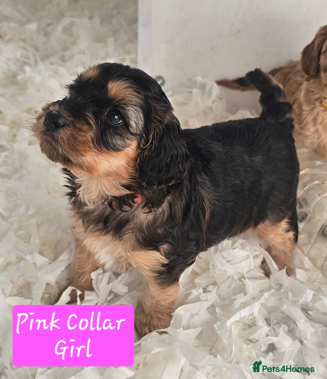 Cockapoo dogs for sale: F2 Cockapoo Puppies - Advert 2