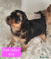 Cockapoo dogs F2 Cockapoo Puppies - Advert 4