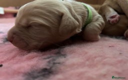 Cocker Spaniel dogs for sale: Working Cocker spaniel puppies - Image 3