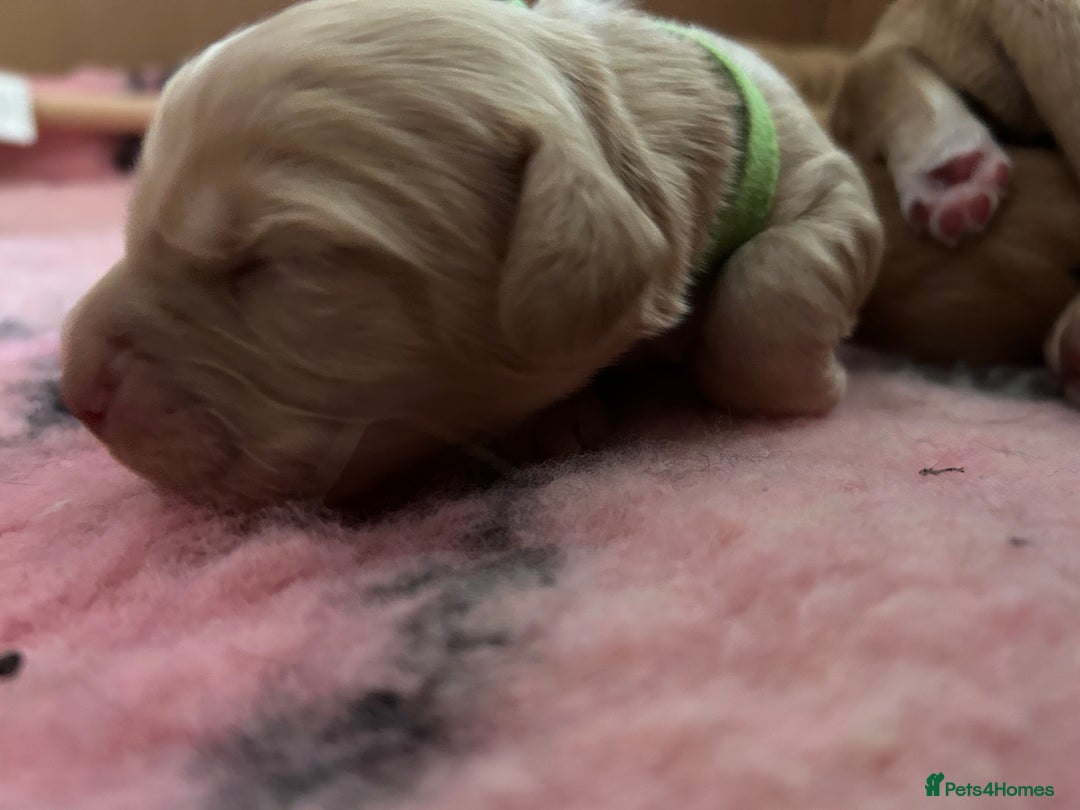 Cocker Spaniel dogs for sale: Working Cocker spaniel puppies - Image 3