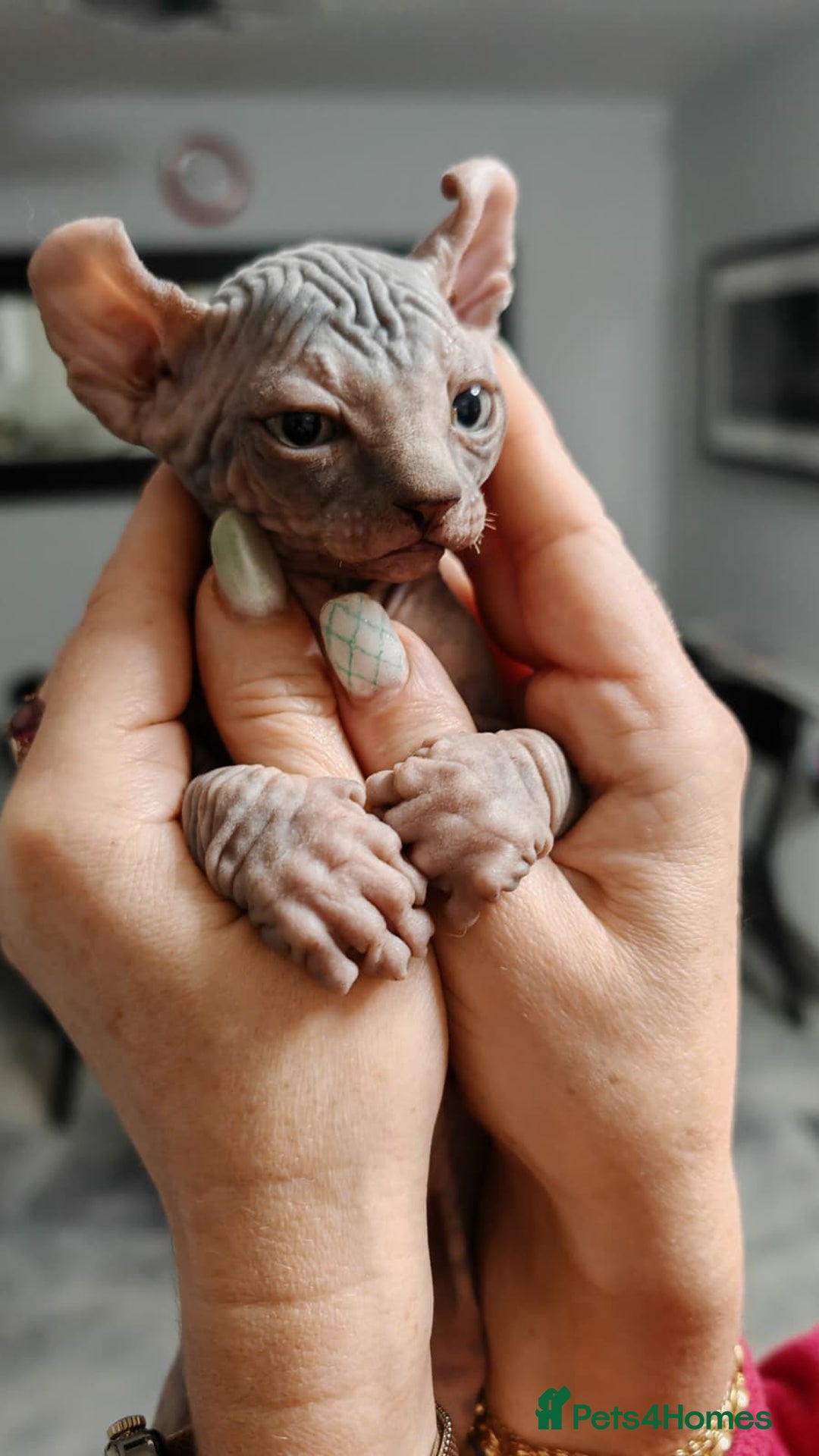 Sphynx cats for sale: Unique Elf, Sphynx & Dwelf Babies - Advert 8
