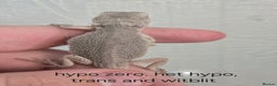 Bearded Dragon reptiles for sale: Variety of bearded dragon babies  - Advert 5