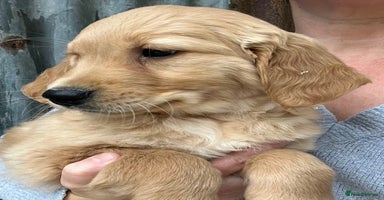 Golden Retriever dogs - Advert 6