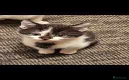 Mixed Breed cats for sale: Lovely kittens - Image 3