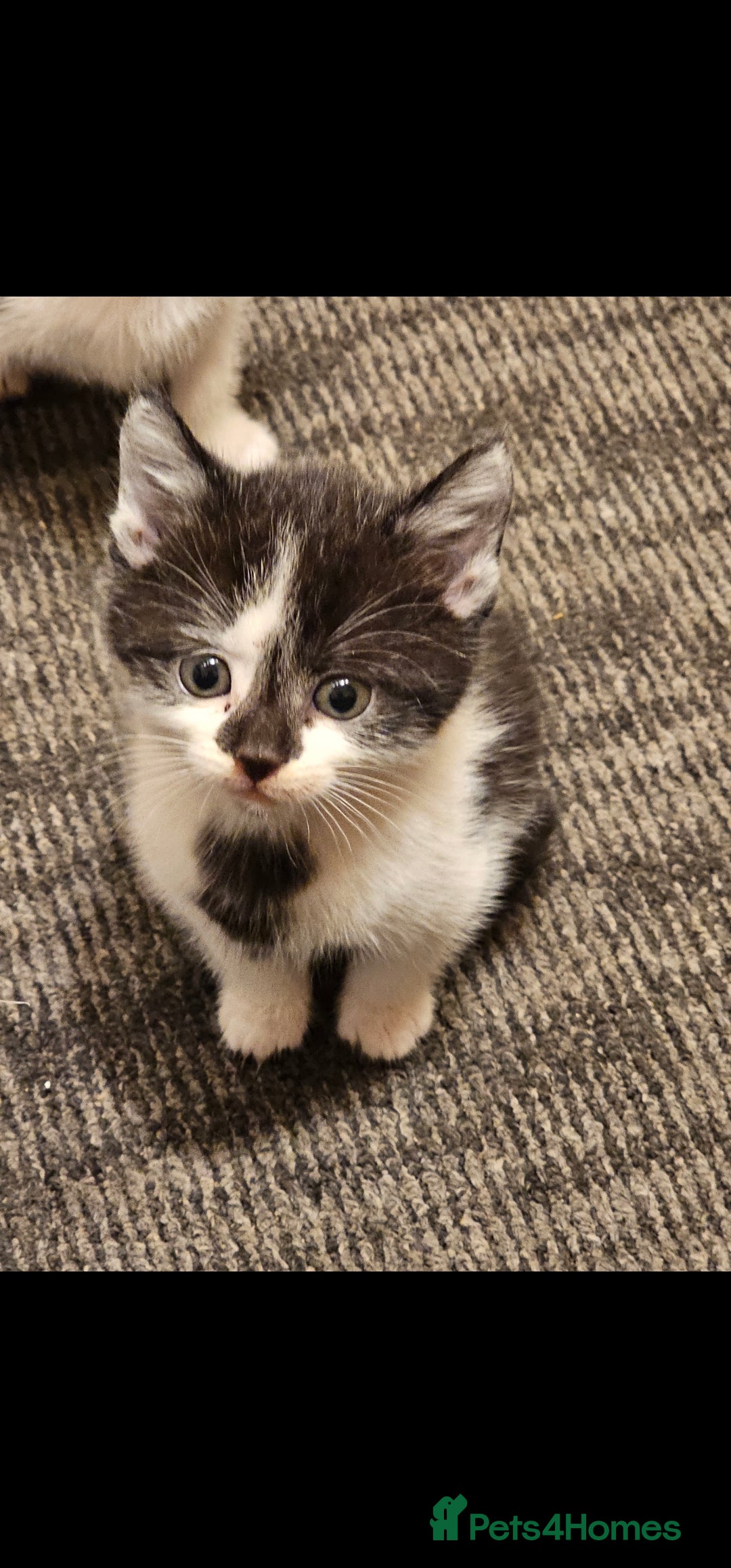 Mixed Breed cats for sale: Lovely kittens - Image 3