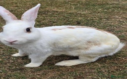Chinchilla rabbits for sale: No more; it's finished  in Luton - Image 4