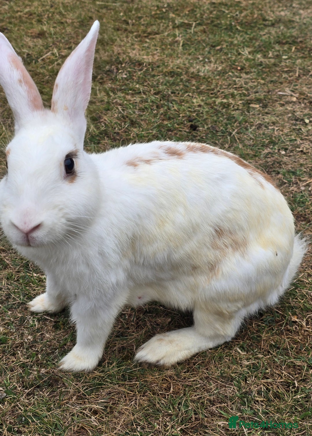 Chinchilla rabbits for sale: No more; it's finished  in Luton - Image 4